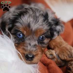 Rover, Cavapoo Puppy